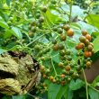 Lá cây xạ đen: Đặc điểm, tác dụng và cách dùng lá xạ đen tốt nhất