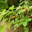 Cây xạ đen gây vô sinh có đúng không? Xem công dụng của lá xạ đen