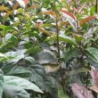 Cây xạ đen chữa ung thư phổi hiệu quả. Thuốc Nam chữa ung thư phổi