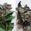 Cây xạ đen mua ở đâu? Cách nhận biết xạ đen thật chỉ với 3 bước