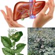 Cây xạ đen tác dụng chữa bệnh gan. Lưu ý khi dùng cây xạ đen