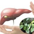 Công dụng của lá xạ đen là gì? Cách dùng lá xạ đen chữa bệnh