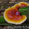 Công dụng của nấm lim xanh rừng Quảng Nam chữa bệnh ung thư nào?