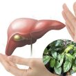 Công dụng của xạ đen theo Đông y? Xạ đen chữa bệnh gì hiệu quả?