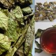 Công dụng và cách sử dụng cây xạ đen lưu ý dùng xạ đen trị bệnh
