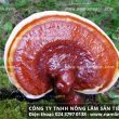 Giá nấm lim xanh bao nhiêu tiền 1kg mua nấm lim rừng ở đâu uy tín?