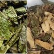 Nhận biết cây xạ đen thật giả – Hình ảnh cây xạ đen chuẩn nhất