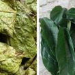 Lá xạ đen chữa được bệnh gì? Cà gai leo xạ đen đặc trị bệnh gan