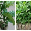 Lá xạ đen chữa ung thư, giải đáp sự thật về cây xạ đen
