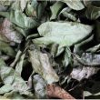 Tác dụng cây xạ đen Hòa Bình. Những lưu ý khi sử dụng xạ đen