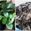 Uống xạ đen có tác dụng gì? Công dụng cây xạ đen chữa ung thư