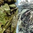 Mua cây xạ đen ở Hà Nội, cung cấp địa chỉ bán cây xạ đen uy tín
