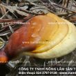 Mua nấm lim xanh rừng Quảng Nam – Xem cách phân biệt nấm lim rừng thật