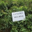 Mua cây xạ đen ở đâu uy tín? Địa chỉ bán cây xạ đen tại Hà Nội
