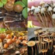 Nấm thức thần với các tác dụng cách dùng tác hại của nấm thức thần
