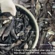 Nấm biển đặc điểm tác dụng và cách dùng nấm biển nấu ăn rất ngon