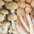 Nấm Cẩm thạch là gì với cách dùng và tác dụng của nấm Cẩm thạch tốt nhất