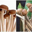 Nấm Cây trà là gì với cách dùng và tác dụng của nấm Cây trà tốt nhất