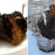 Nấm Chaga là gì với cách dùng và tác dụng của nấm Chaga tốt nhất