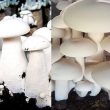 Nấm hoàng đế và tác dụng của nấm hoàng đế cùng cách dùng ngon bổ