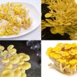 Nấm hoàng kim đặc điểm tác dụng cách dùng nấm hoàng kim ngon bổ