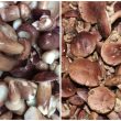 Nấm keo là gì với cách dùng và tác dụng của nấm keo tốt nhất