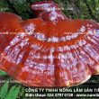 Mua nấm lim xanh ở đâu TP HCM, Hà Nội và 63 tỉnh uy tín tốt nhất
