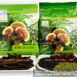 Nấm lim xanh chữa được bệnh gì từ dược chất tác dụng cách dùng nấm lim