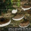 Địa chỉ tin cậy mua nấm lim xanh tại Quảng Ninh chuẩn nấm lim rừng