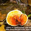 Nơi mua bán nấm lim xanh ở Bình Thuận: Báo giá nấm lim xanh rừng