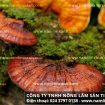 Nấm lim xanh giá bao nhiêu 1kg đúng nấm lim công ty Tiên Phước?