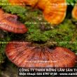 Nấm lim xanh giá bao nhiêu 1kg đúng nấm lim công ty Tiên Phước?