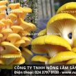 Nấm mỡ gà các đặc điểm tác dụng và cách dùng nấm mỡ gà ngon bổ