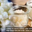 Nấm sữa kefir với tác dụng của nấm sữa kefir cách dùng nấm sữa