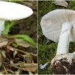 Nấm Tán trắng là gì với tác dụng và tác hại của nấm độc tán trắng