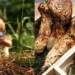 Nấm tùng nhung với giá trị tác dụng và cách dùng nấm tùng nhung