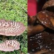 Nấm Vuốt hổ đen là gì với cách dùng và tác dụng của nấm Vuốt hổ đen tốt nhất