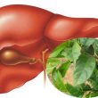 Nước xạ đen có tác dụng chữa bệnh gì? Cách sắc, nấu, uống xạ đen