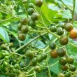 Hình ảnh cây thuốc xạ đen. Cách nhận biết cây xạ đen thật, giả