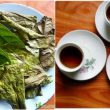 Cây xạ đen mọc ở đâu và nơi trồng xạ đen có dược tính tốt nhất