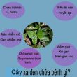 Mua lá xạ đen ở đâu đảm bảo chất lượng ? Nhận biết lá xạ đen