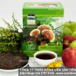 Nấm lim xanh Tiên Phước với tác dụng của nấm lim và cách dùng tốt
