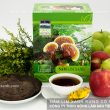 Tác dụng nấm lim rừng chữa bệnh xơ vữa động mạch cách dùng