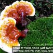 Tác dụng của nấm lim xanh chữa bệnh gì từ công dụng cách sử dụng nấm lim