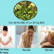 Tác dụng phụ của lá xạ đen là gì? Uống nhiều xạ đen có tốt không?