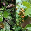 Trẻ em có uống được xạ đen không? Uống cây xạ đen có tác dụng gì?