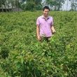 Trồng cây xạ đen ở đâu mang lại hiệu quả tốt nhất?
