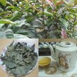 Cây xạ đen có công dụng gì? Cách dùng xạ đen chữa bệnh ung thư