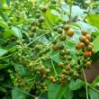 Uống cây xạ đen có tác dụng gì? Cách dùng đạt hiệu quả sau 6 tháng