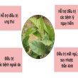 Cây xạ đen chữa bệnh gì? Những lưu ý khi sử dụng cây xạ đen